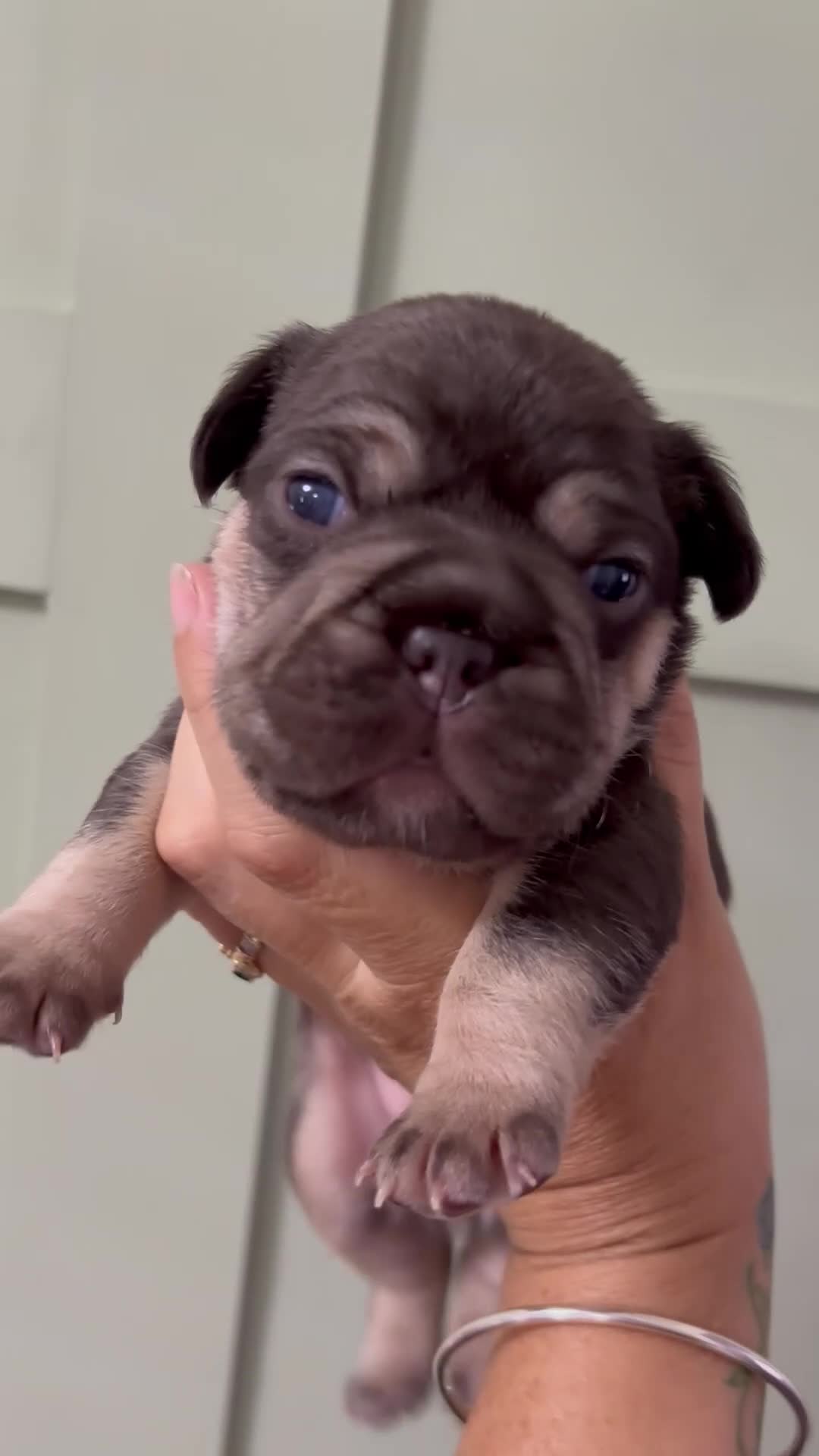 French Bulldog dogs for sale: Beautiful KC Registered French bulldog puppies in London - Video 2