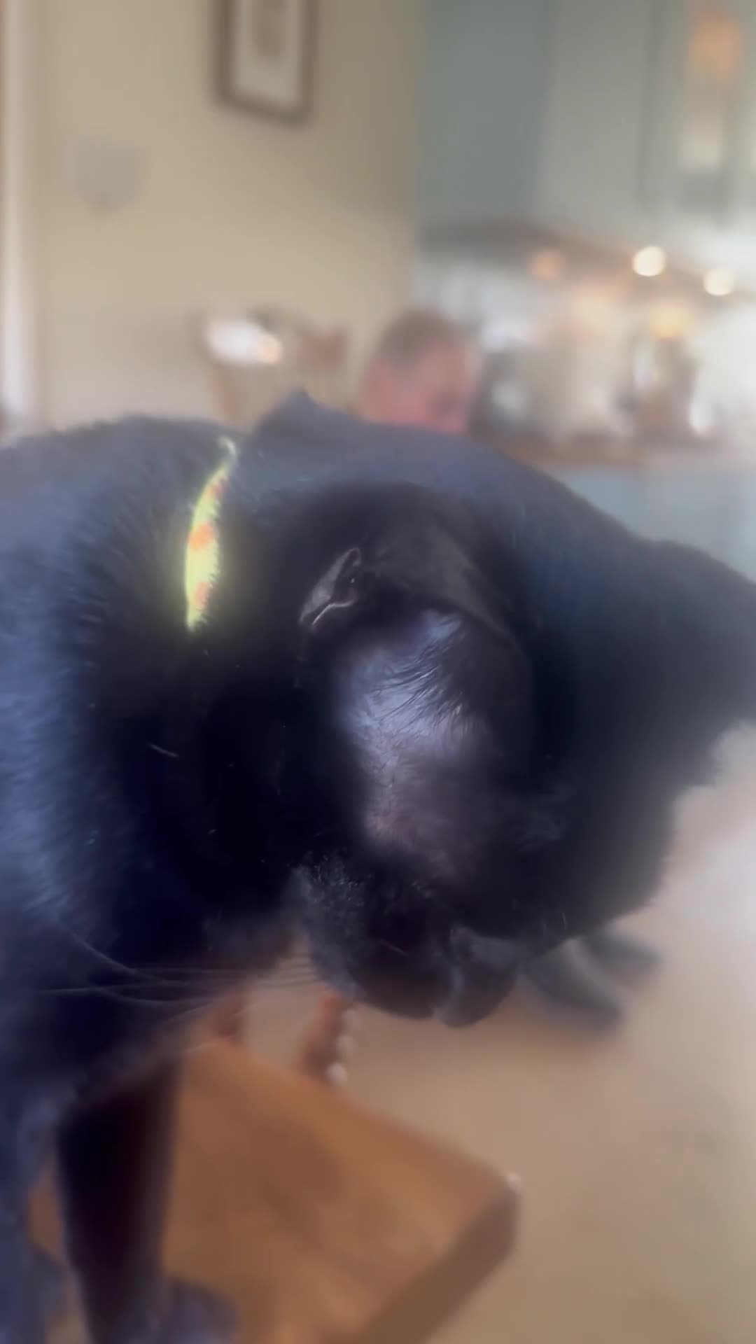 Bombay cats for sale: Beautiful Rare Female Pedigree Bombay Cat GCCF Reg - Video 2