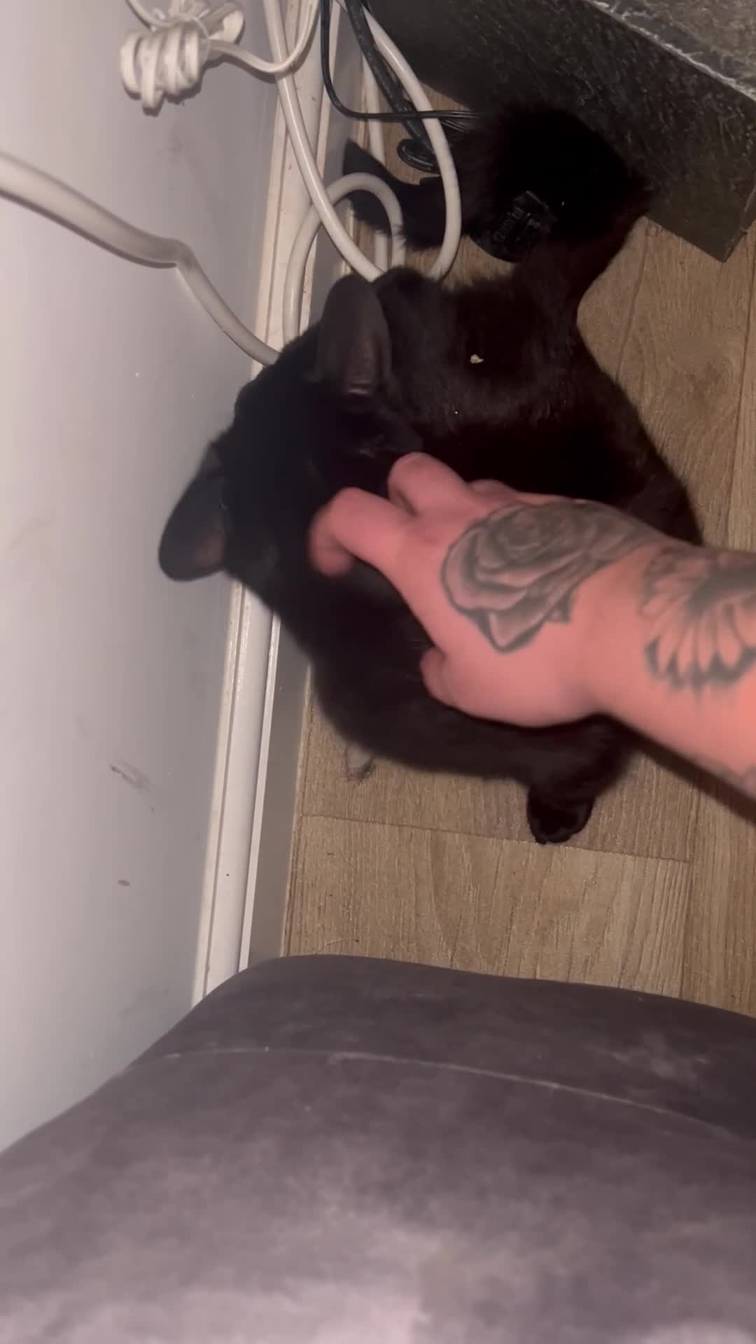 Mixed Breed cats for sale: 2 female black cats  - Video 1