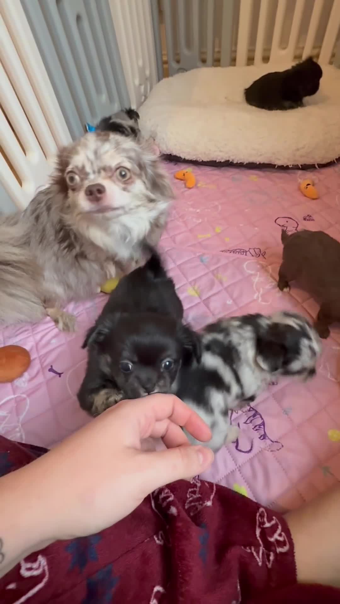 Chihuahua dogs for sale: Beautiful LongHaired Chihuahua Puppies - Video 1