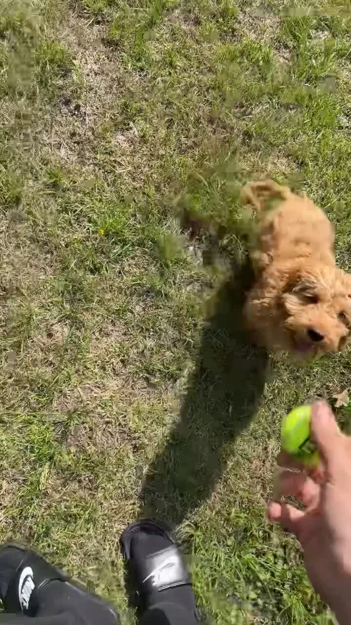 Cockapoo dogs for sale: 5 month Cockapoo puppy  - Video 1