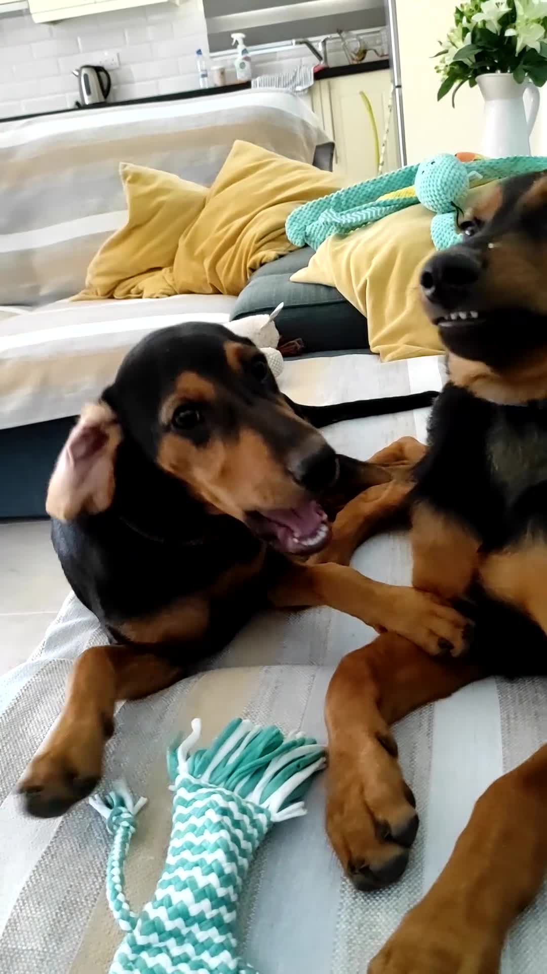 Mixed Breed dogs for adoption: Handsome Alfie - 5 months old Hound cross in Stone - Video 2
