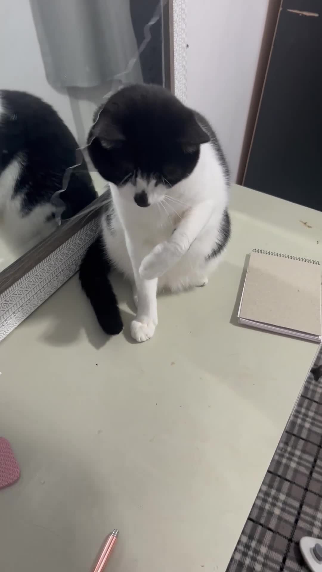 Domestic Shorthair cats for sale: Tyson  in Huddersfield - Video 1