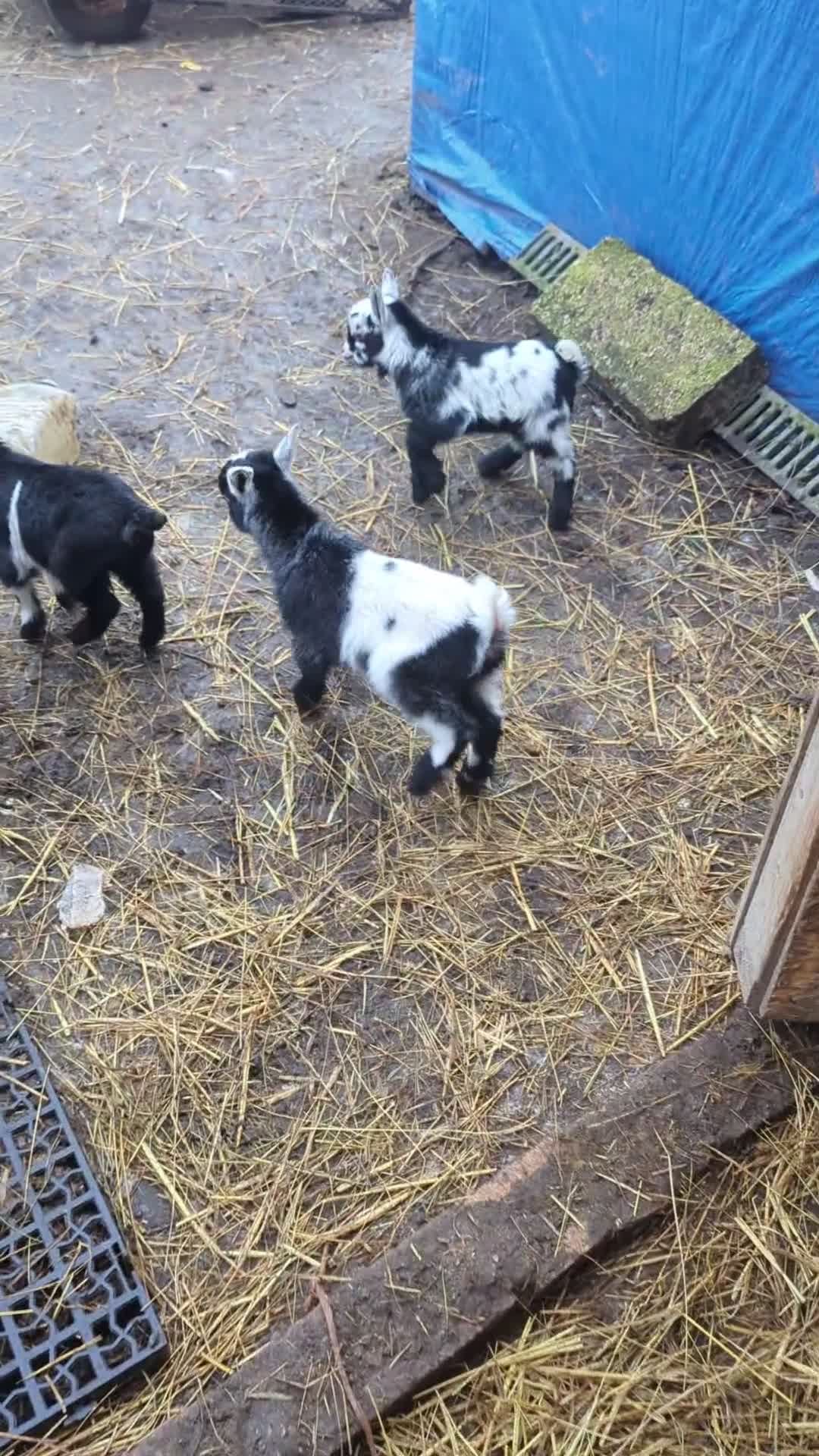 Goats livestock for sale: Nigerian Pygmy Goats for sale x 10 - Video 1