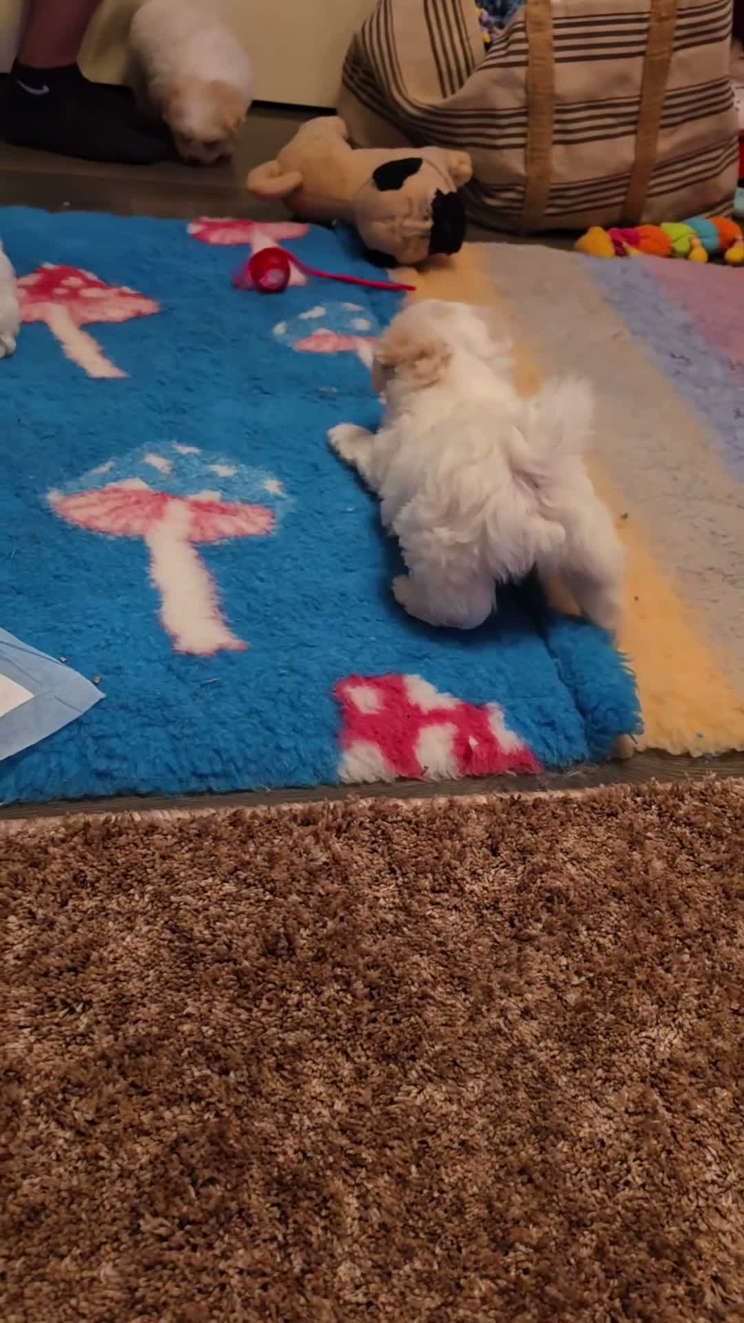 Coton De Tulear dogs for sale: 2 beautiful coton de tulear  - Video 2