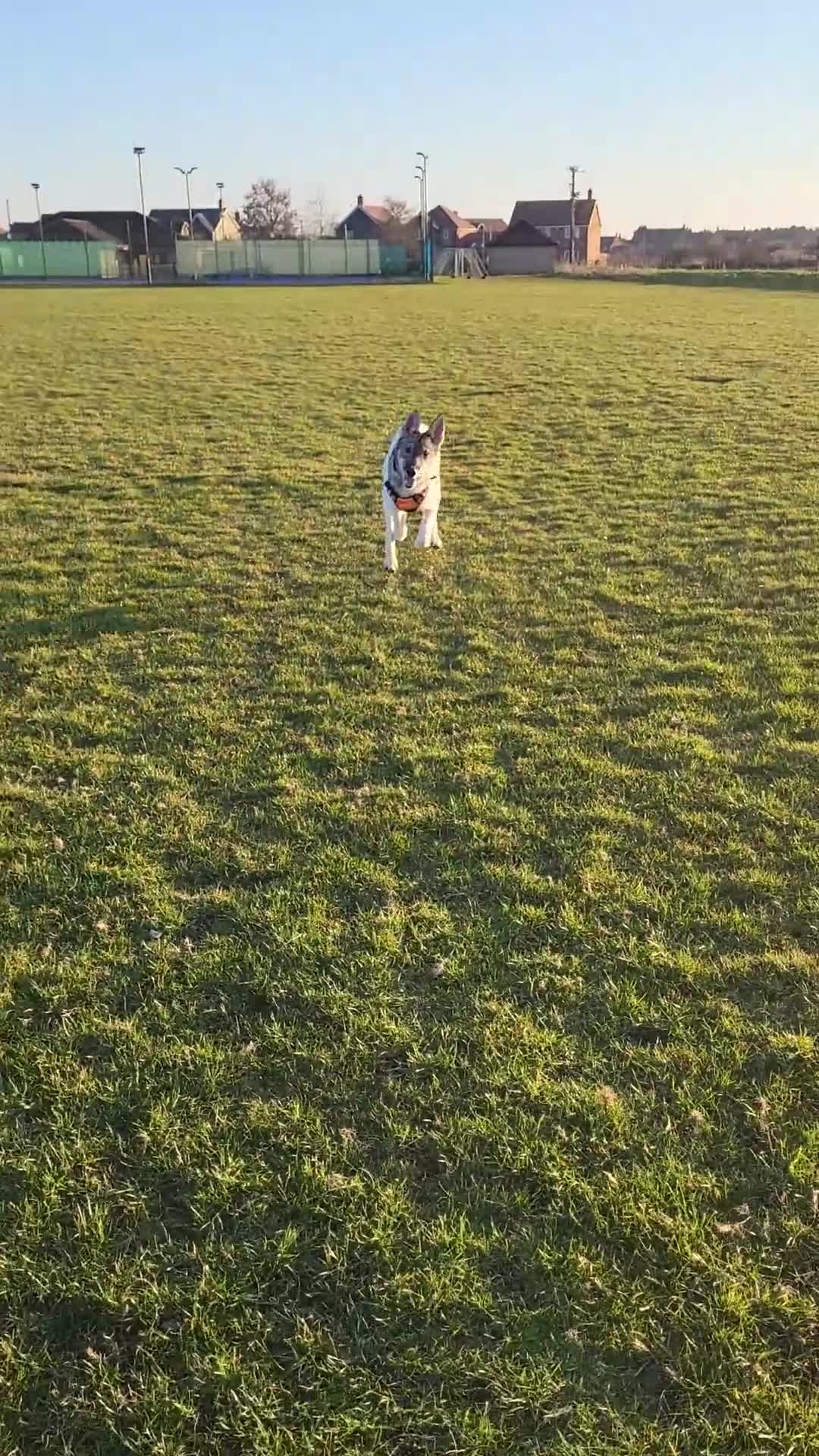 Siberian Husky dogs for sale: Our amazing Siberian Husky "Rocky" - Video 2