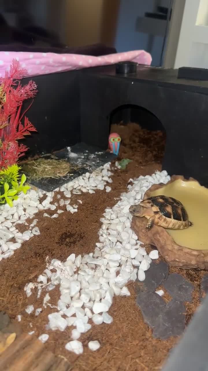 Tortoise reptiles for sale: Mediterranean tortoise   - Video 1