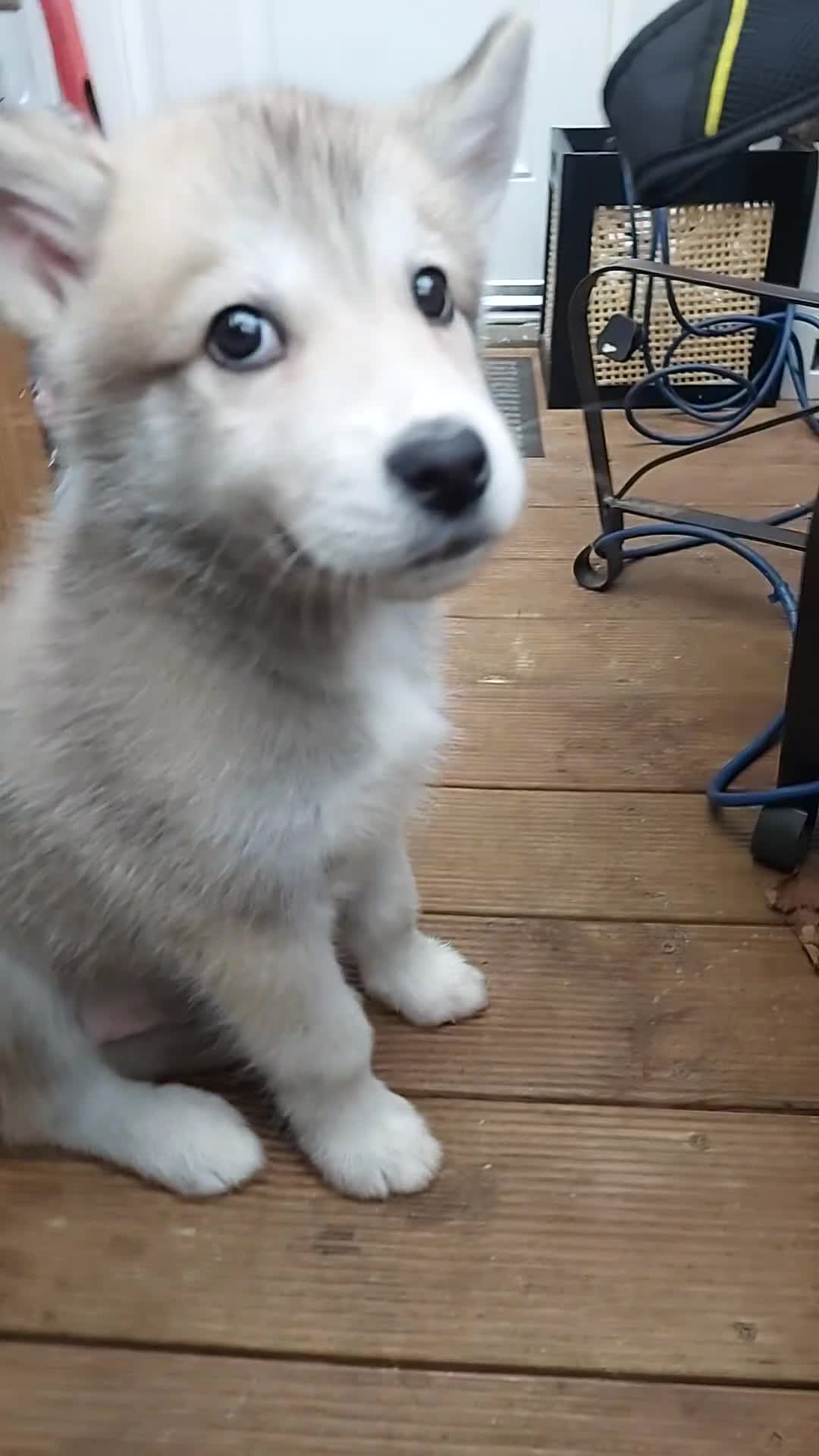 Mixed Breed dogs for sale: Huskita malamutes - Video 4