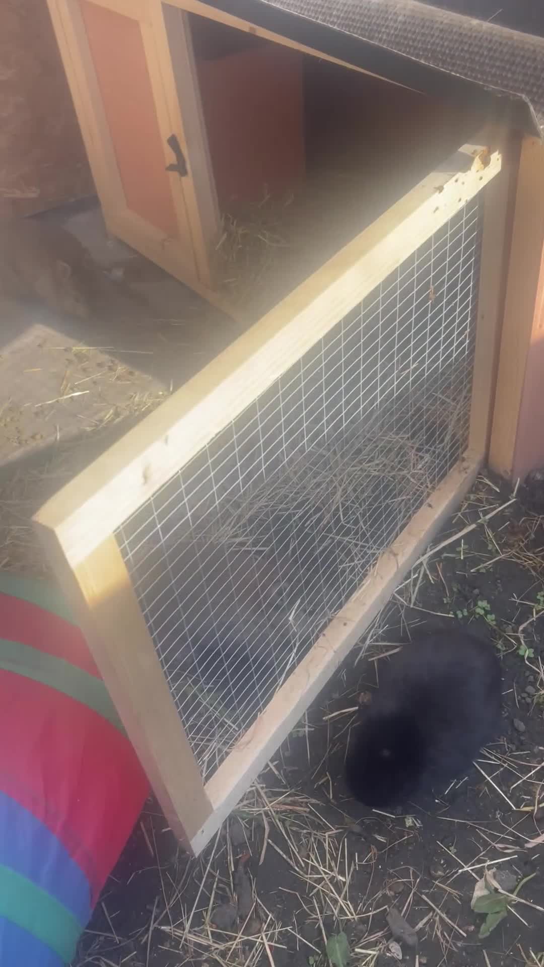 Netherland Dwarf rabbits for sale: Baby netherland dwarf litter  - Video 1