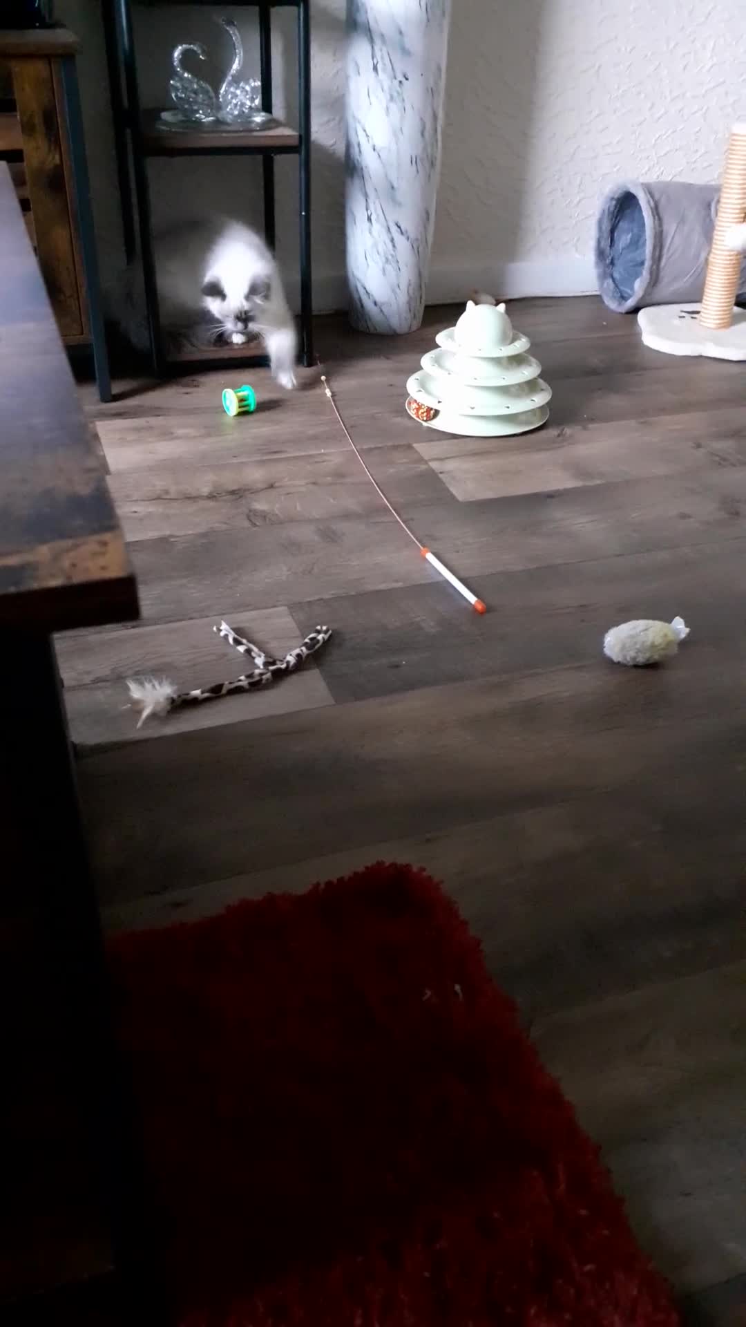 Ragdoll cats for sale: Ragdoll  - Video 3