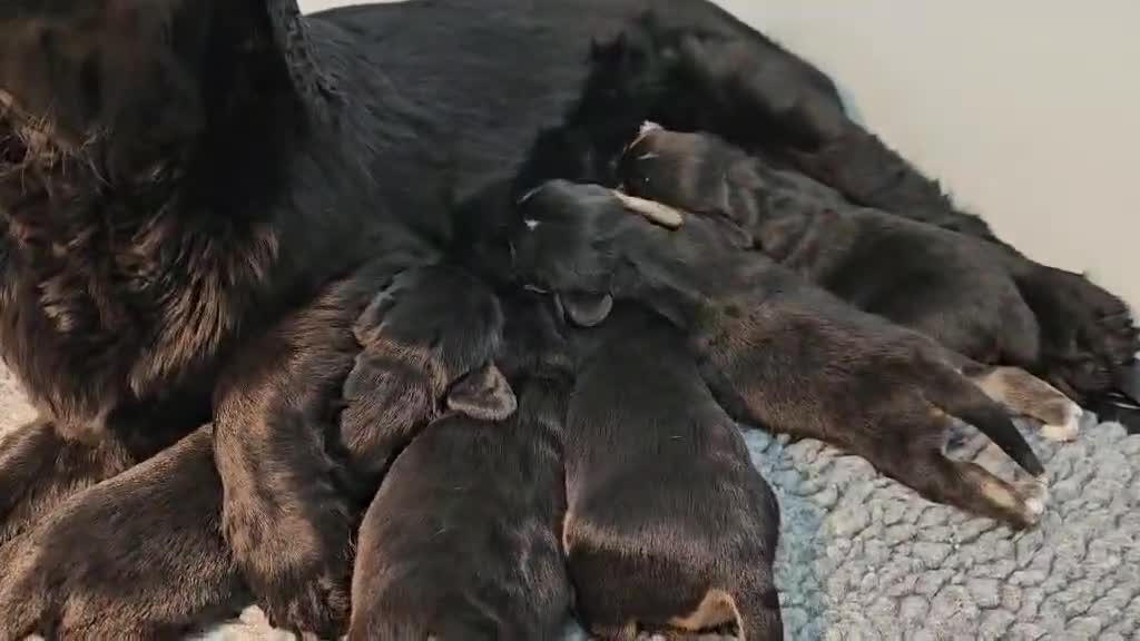 Bocker dogs for sale: Beautiful Bocker Bitch Puppies - Ready 25.02.26 - Video 4