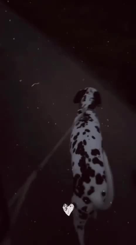 Dalmatian dogs for sale: Liver and white Dalmatian - Video 5