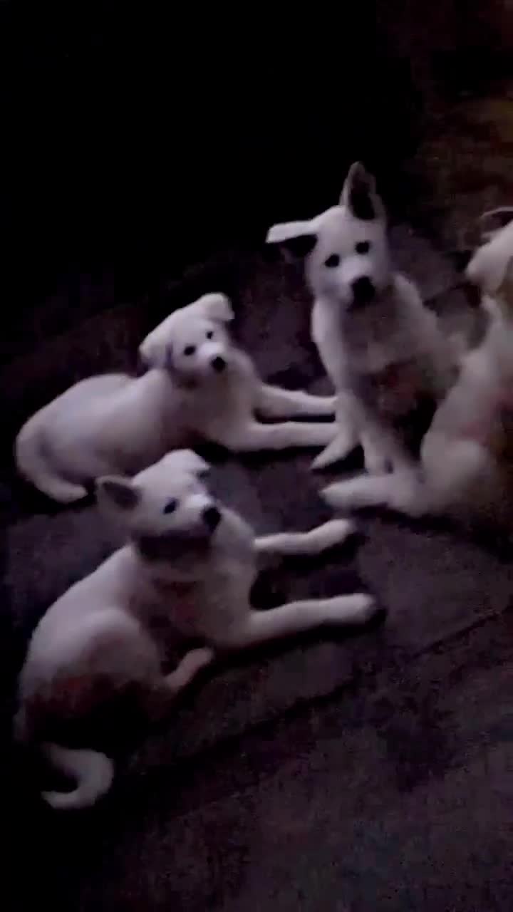 Japanese Akita Inu dogs for sale: Japanese Akita Inu LAST ONE - Video 2