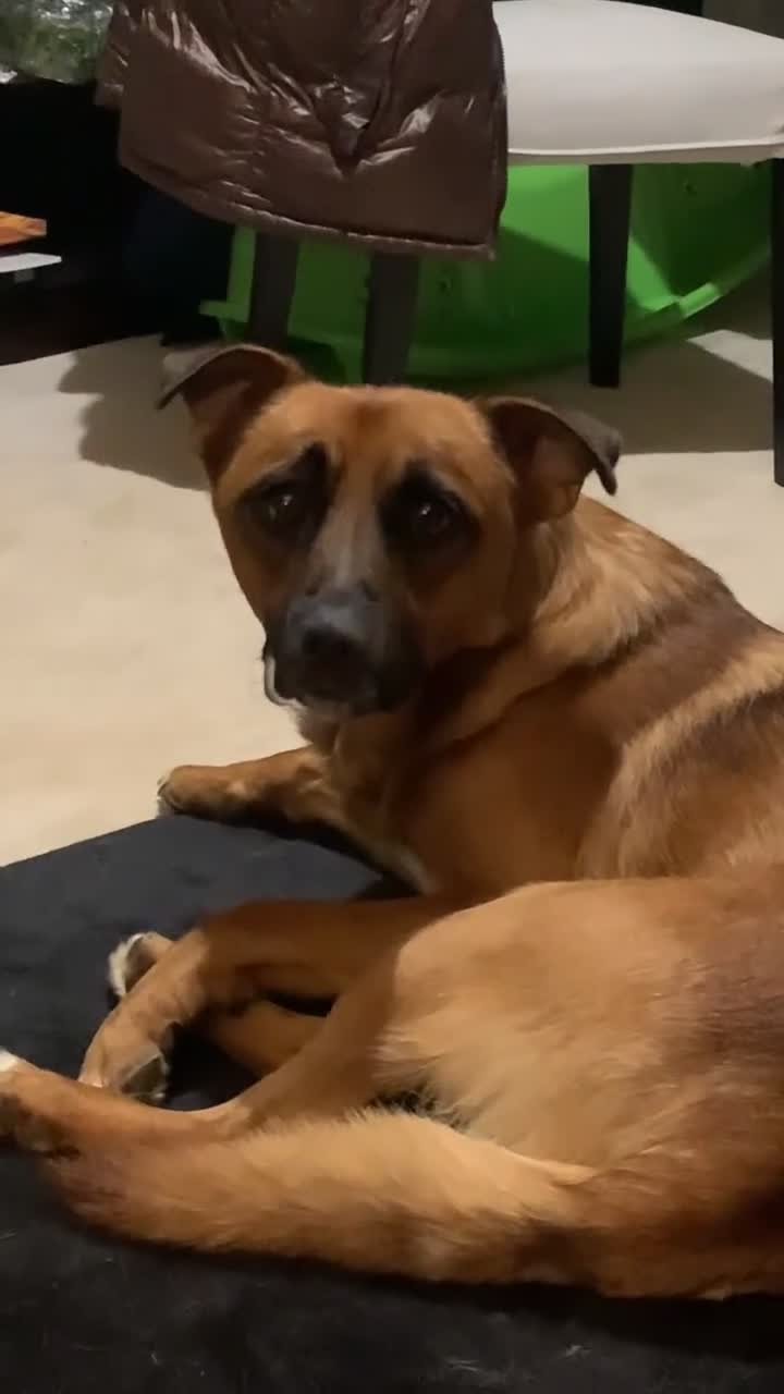 Mixed Breed dogs for sale: Major🖤 - Video 2