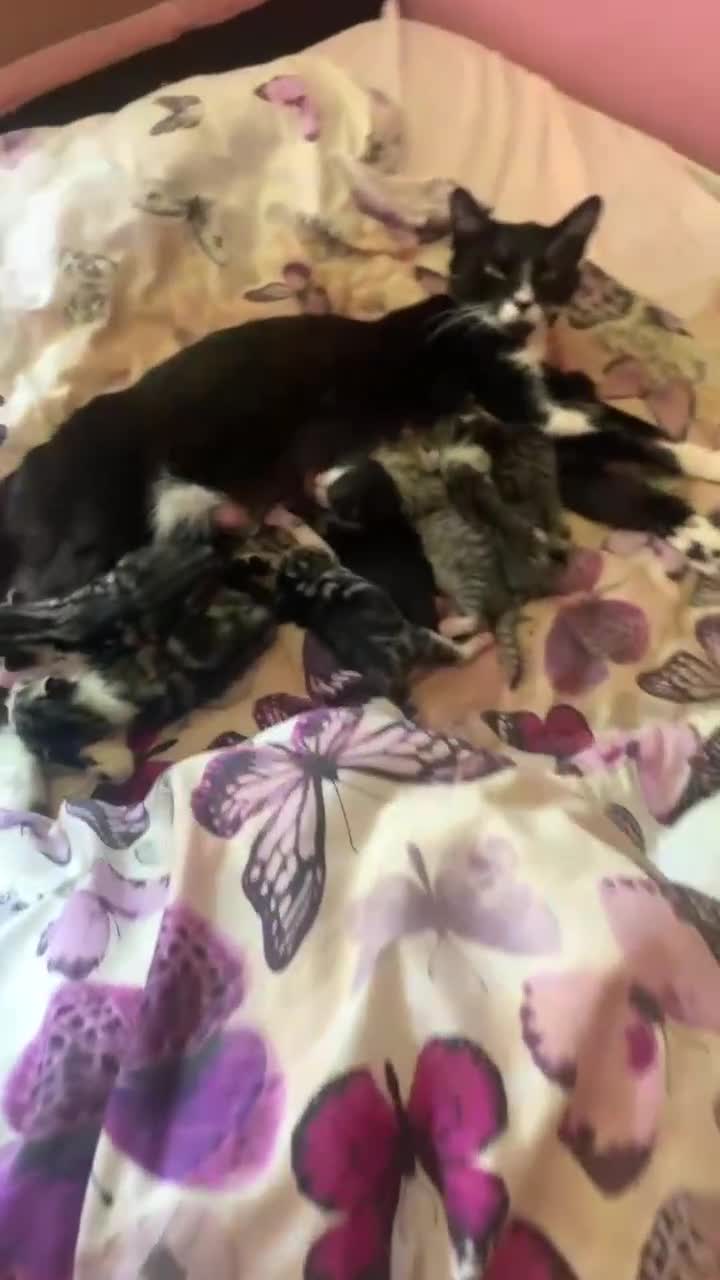 Mixed Breed cats for sale: Kitttens  - Video 2
