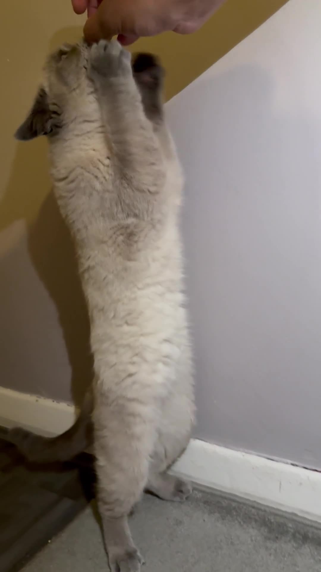 British Shorthair cats for sale: Male British shorthair for sale!  - Video 1