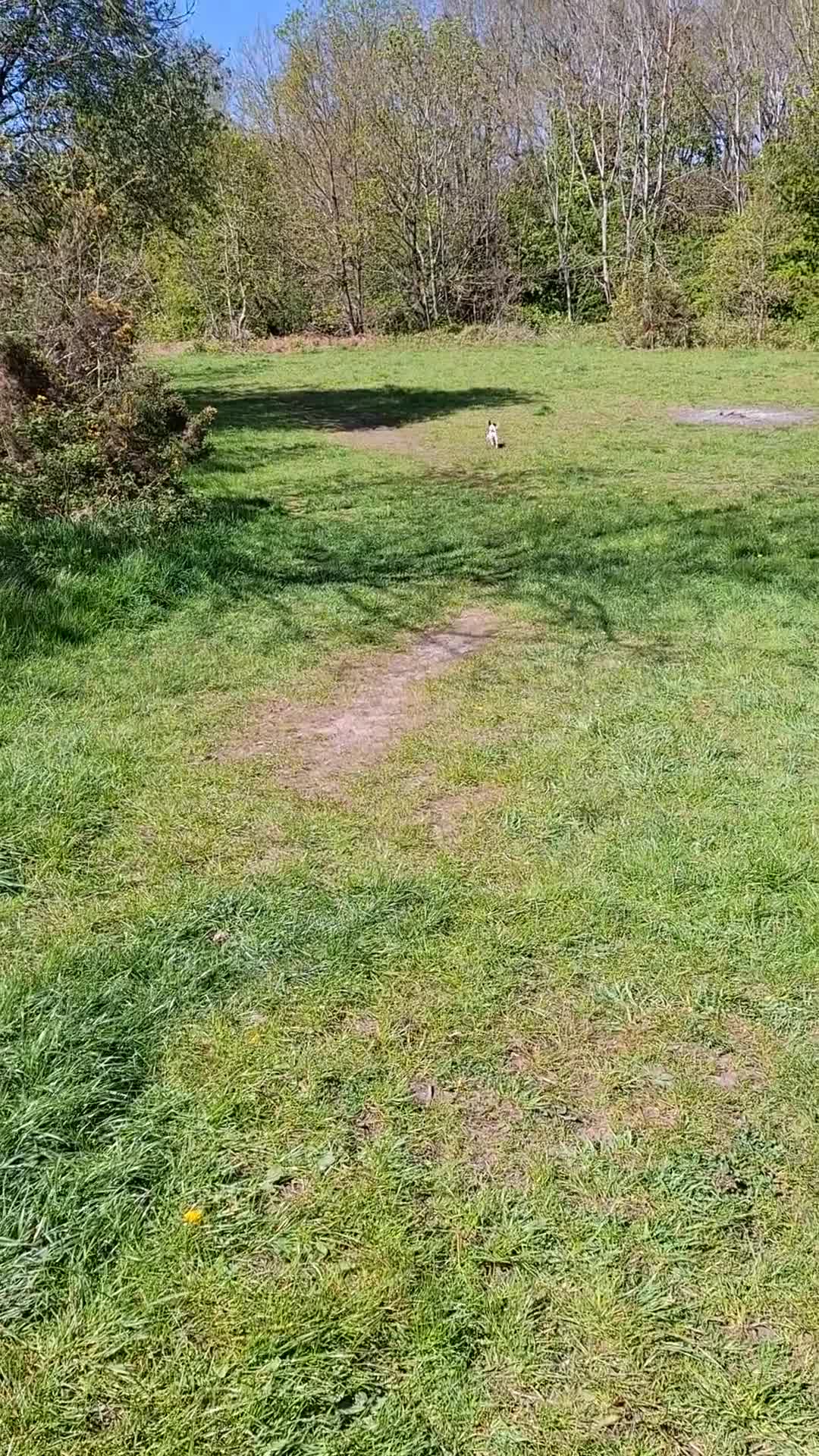 Jack Russell dogs for sale: Jack russell male 14 months old - Video 3