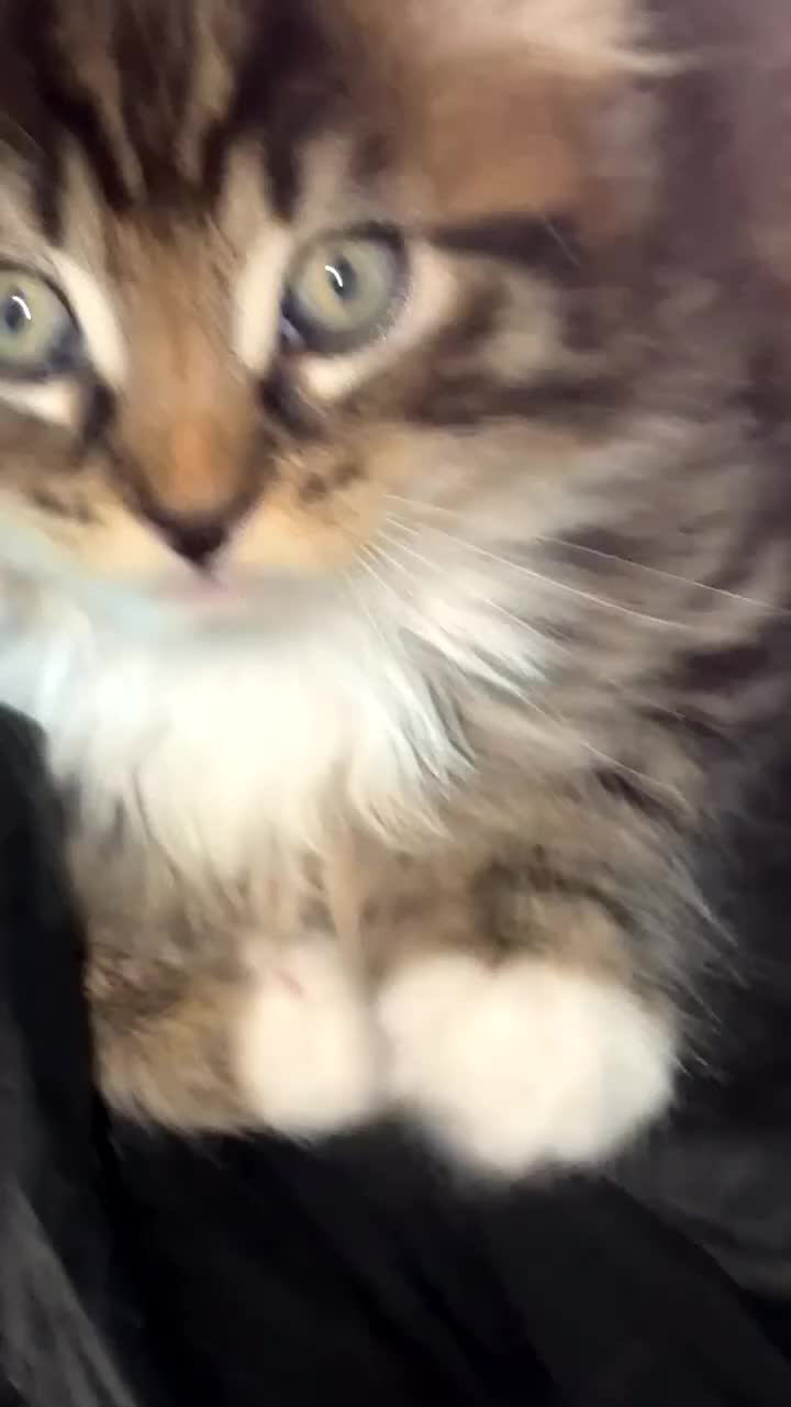 Mixed Breed cats for sale: Kitten - Video 2