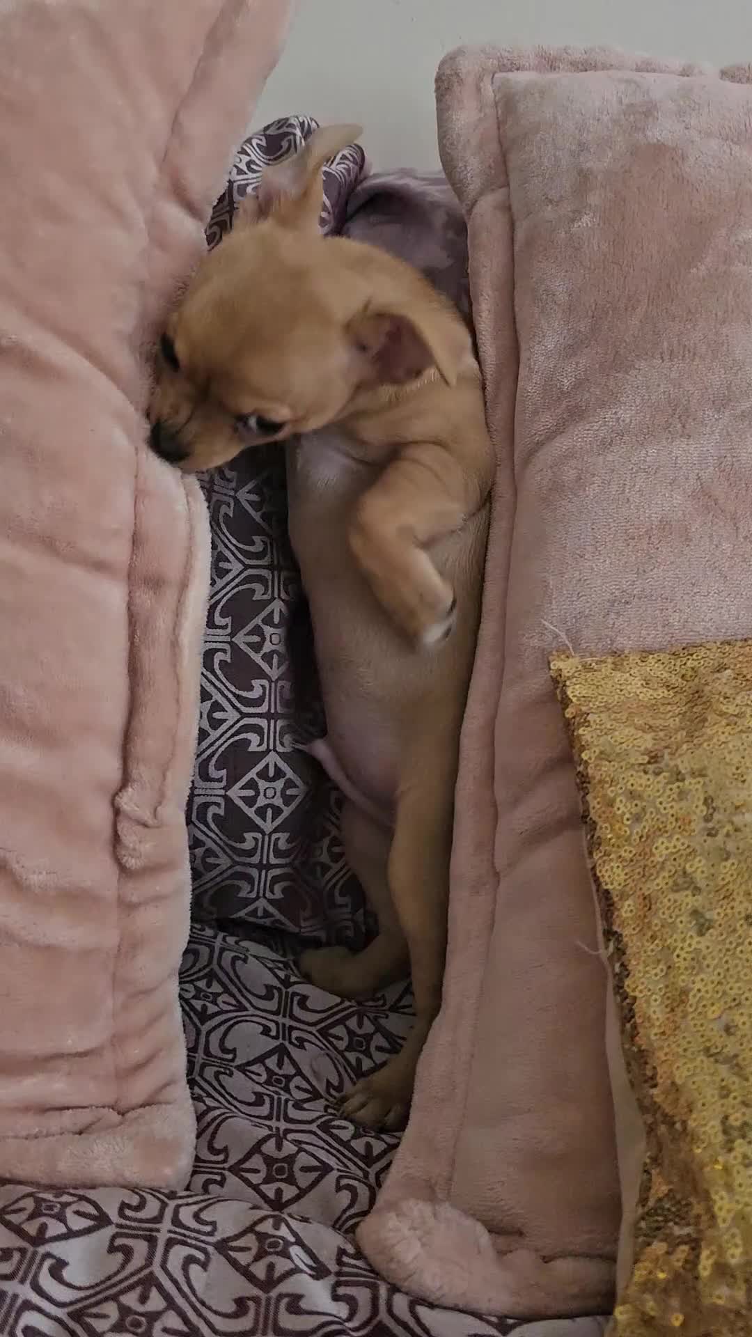 Chihuahua dogs for sale: Chihuahuas for SALE! - Video 4