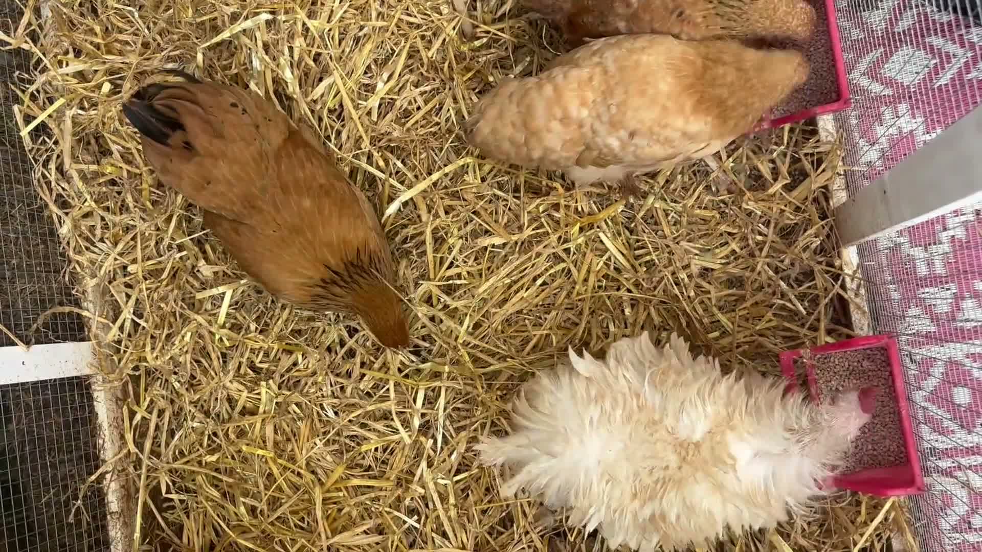 Chickens poultry for sale: Pekin & frizzle hens - Video 1
