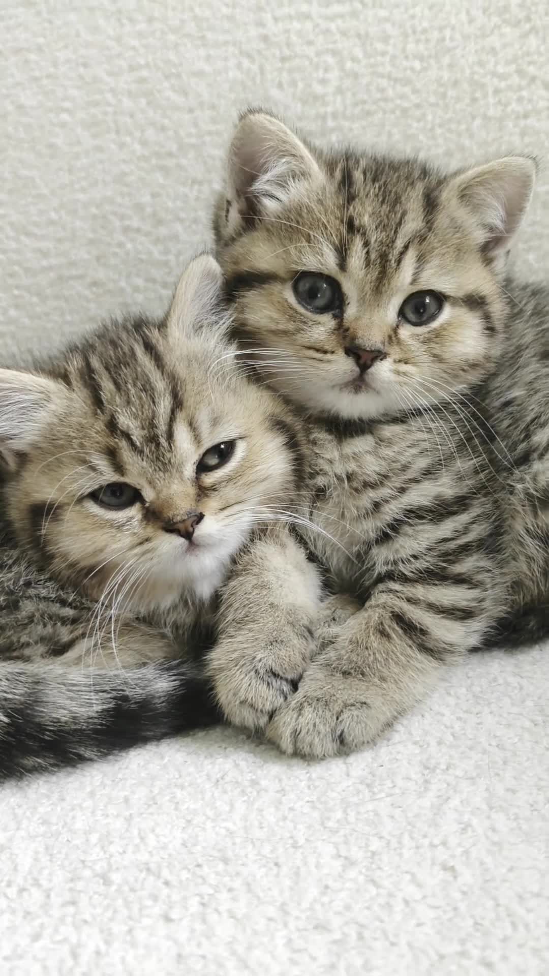 British Shorthair cats for sale: Beautiful British Shorthair Kittens - Video 3
