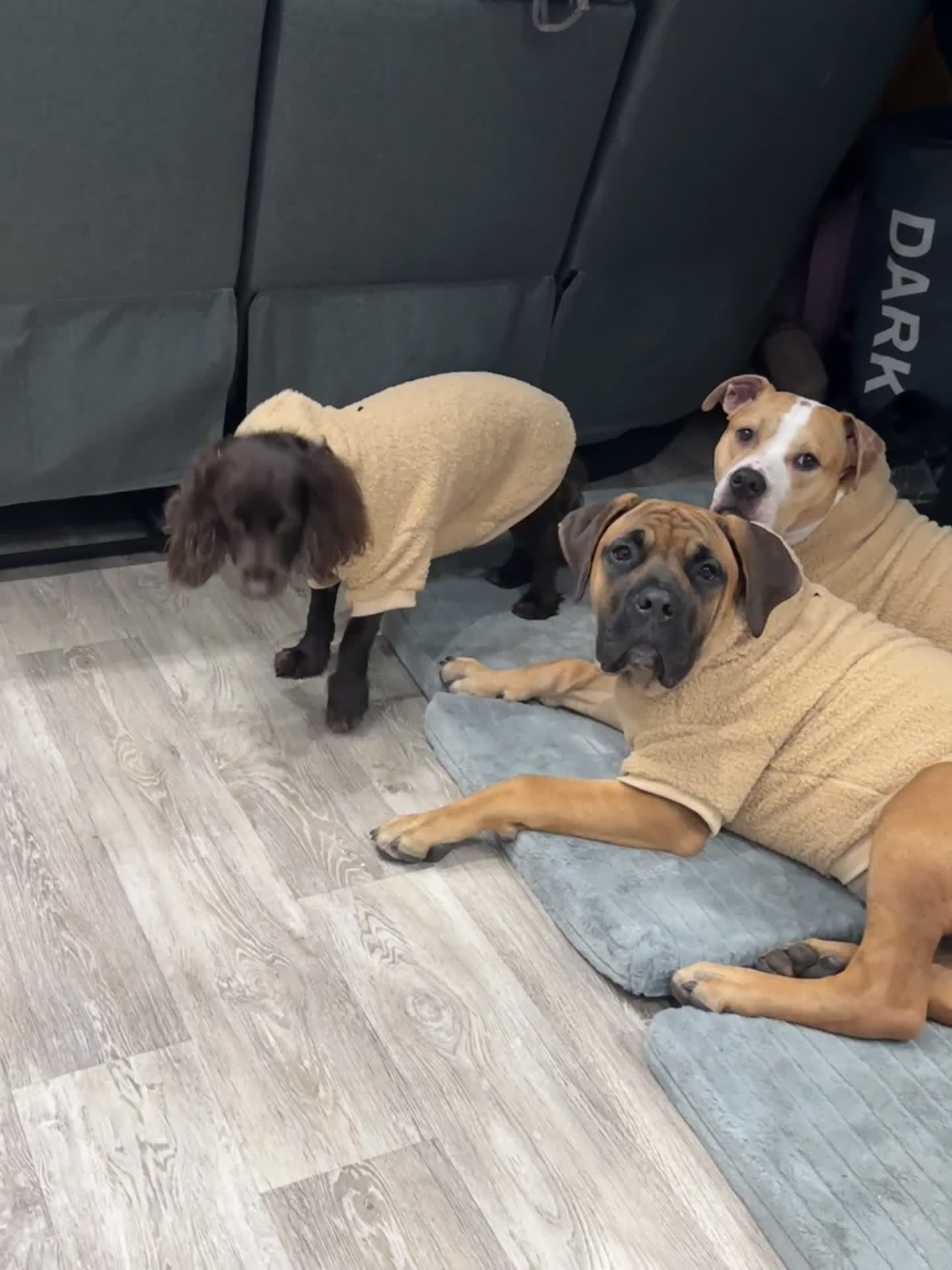 Mixed Breed dogs for sale: Junior  - Video 2