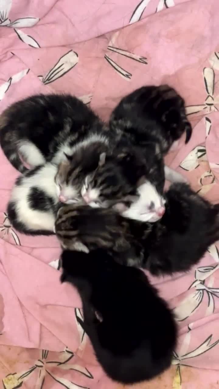 Mixed Breed cats for sale: 5x Kittens - Video 1