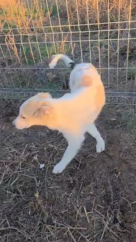 Mixed Breed dogs for adoption: 🐾 KIRA -  Gentle, Observant & Full of Heart 💛🐶 - Video 1