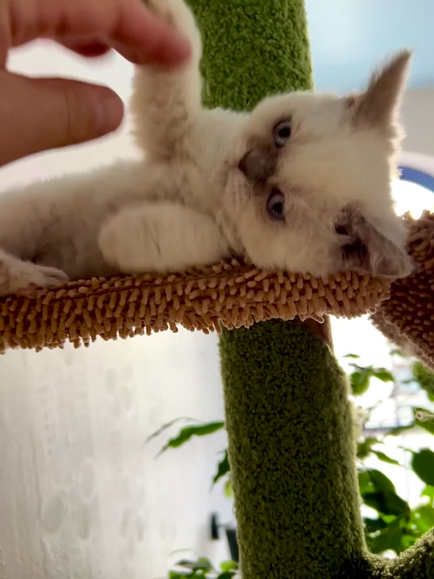 Selkirk Rex cats for sale: SELKIRK REX KITTENS  😻 - Video 4