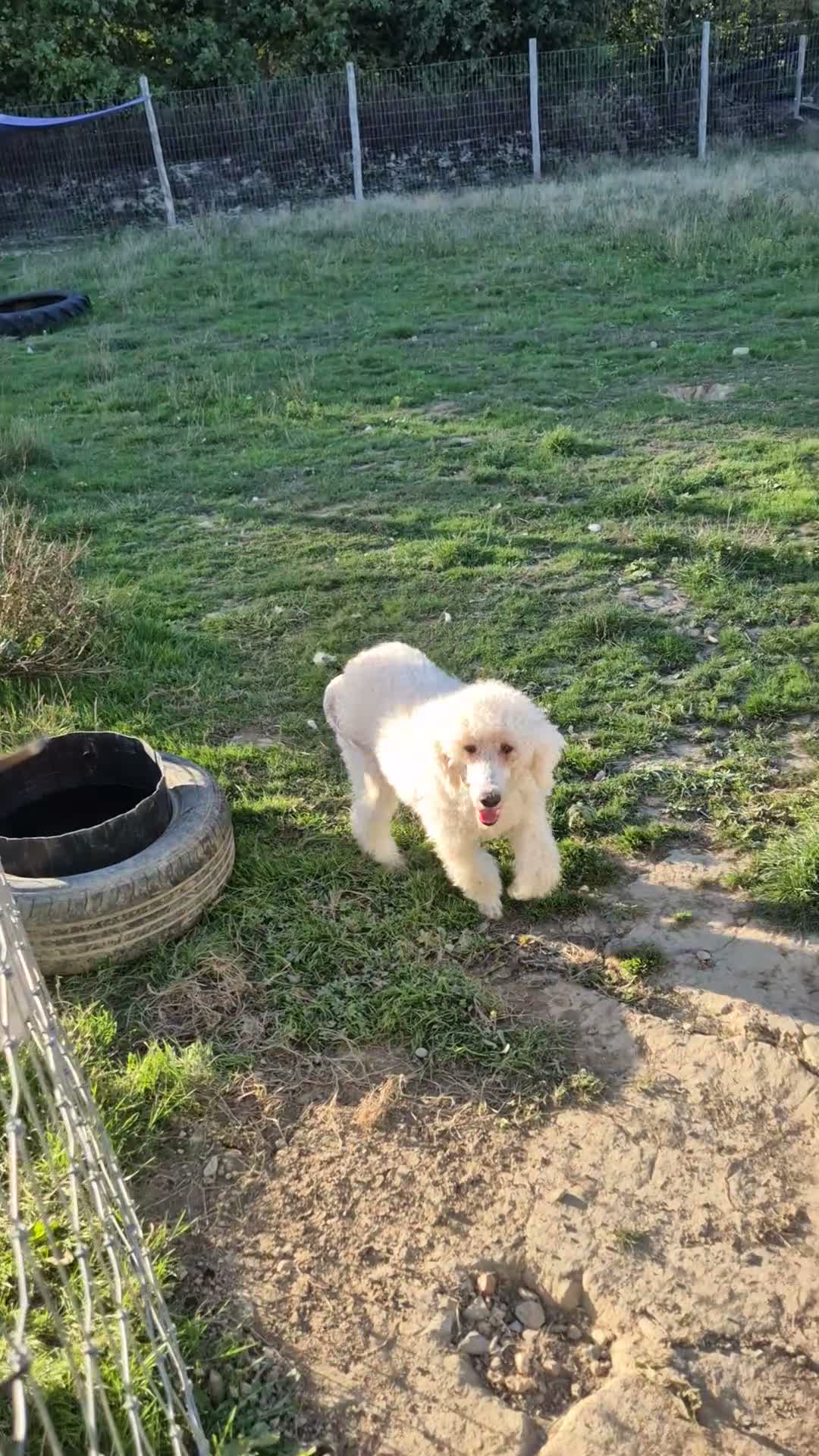 Standard Poodle dogs for sale: 🐩 Adult Standard Poodle Female - Video 1