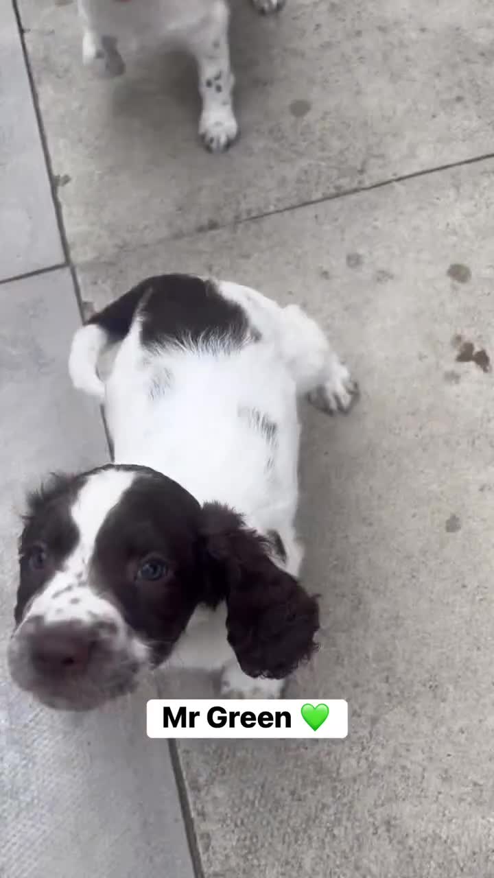 English Springer Spaniel dogs for sale: RKC English Springer Spaniel  - Video 1