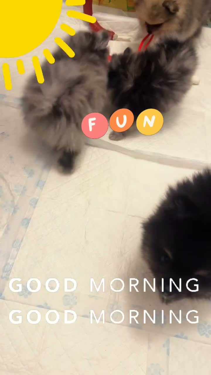 Pomeranian dogs for sale: 👀2 🐶 Left  ✨Four Mini Little Gems💎🐾🐶✨💜🧡🩶🤎 - Video 1