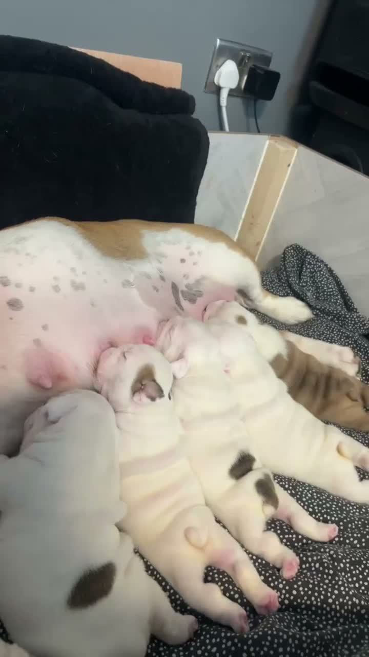 English Bulldog dogs for sale: Julie chalk  in Norwich - Video 1
