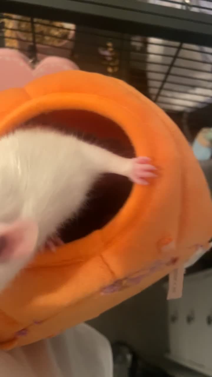 Rat rodents for sale: 2 female rats for rehoming  in Rickmansworth - Video 1