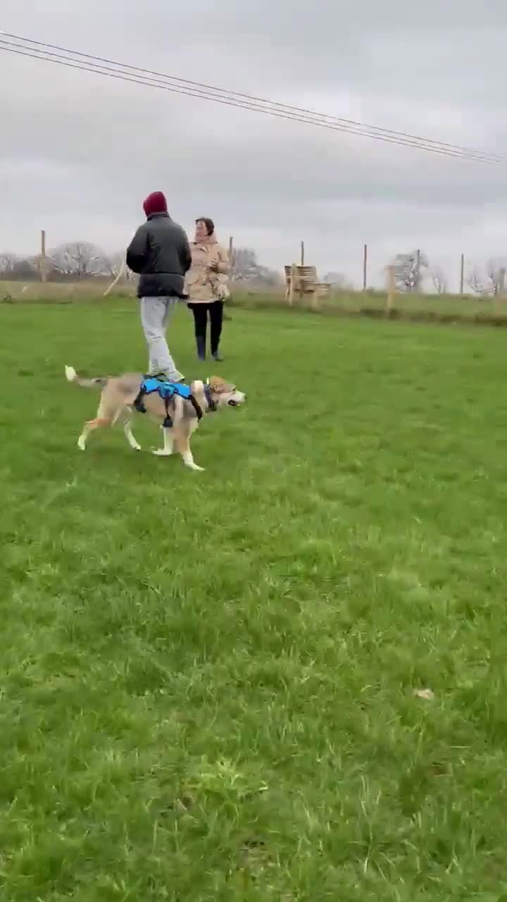 Mixed Breed dogs for adoption: MACK - FOR ADOPTION  - Video 1