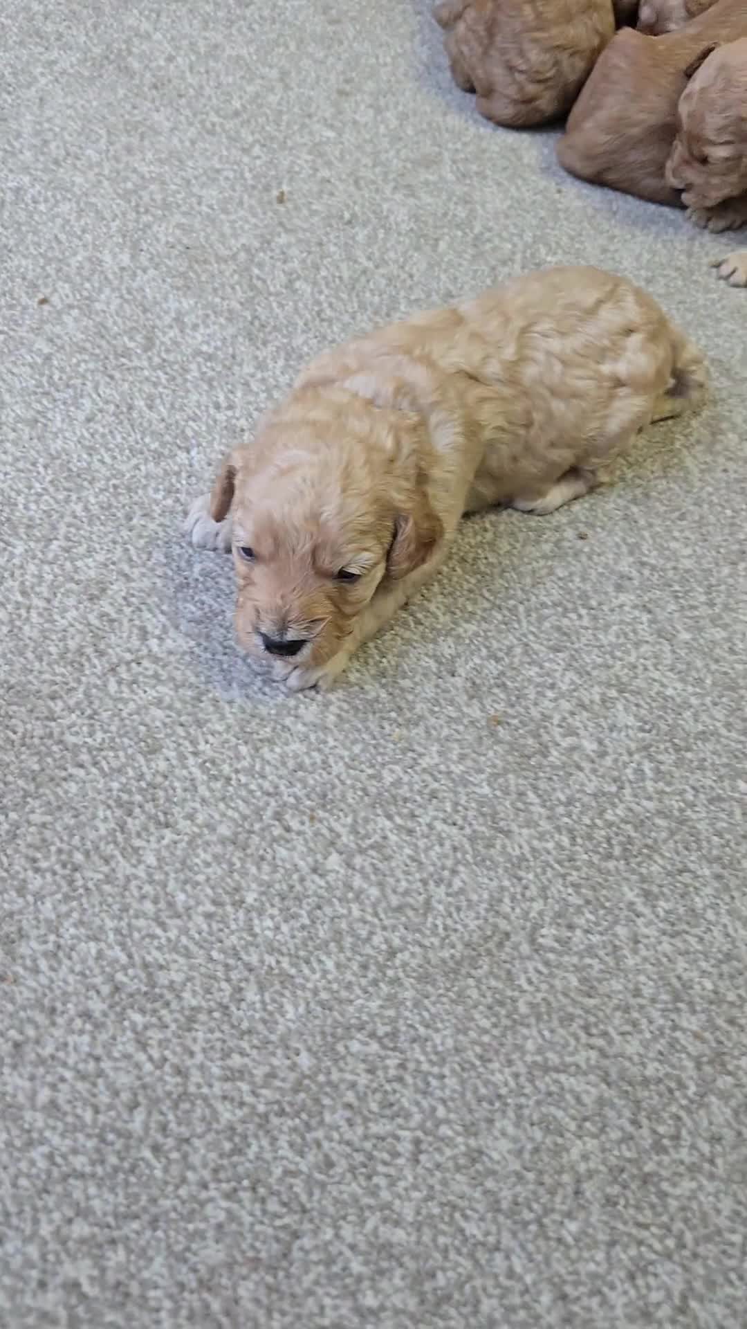 Cockapoo dogs for sale: 6 male Cockapoo puppies. Ready 13th Jan.  - Video 3