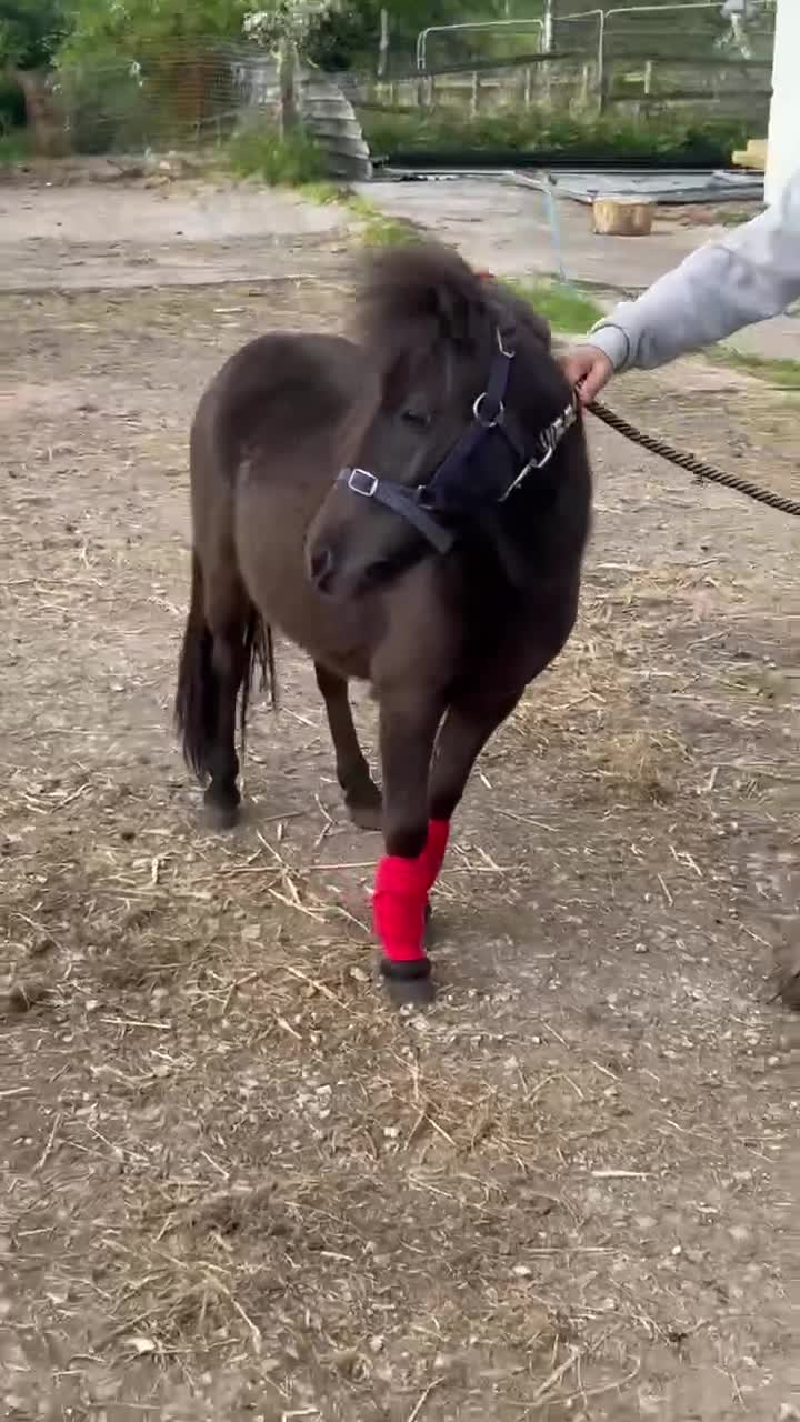 Shetland pony horses for sale: For sale 3 years stalion - Video 2