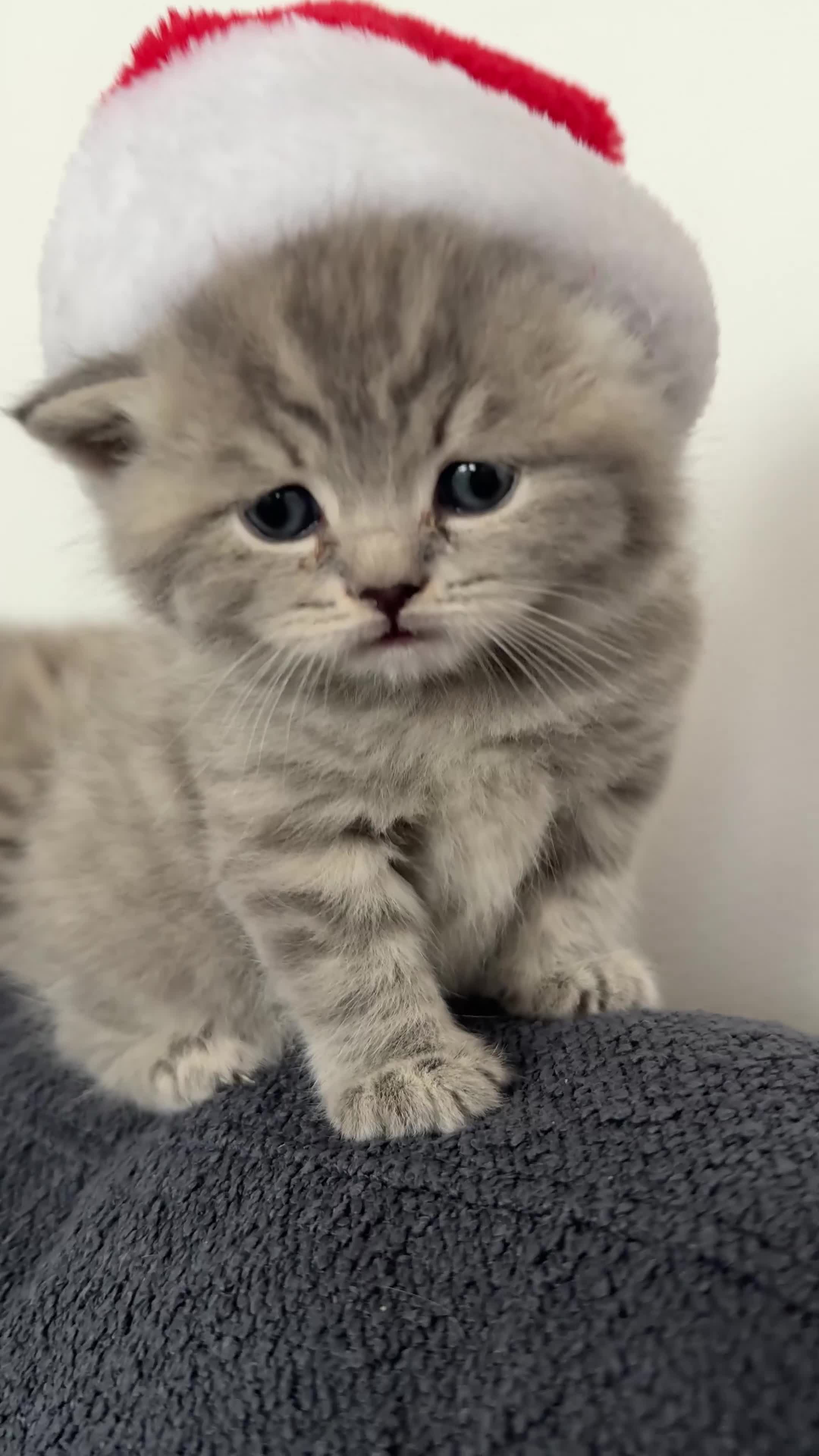 British Shorthair cats for sale: These are pedigree kittens! - Video 2