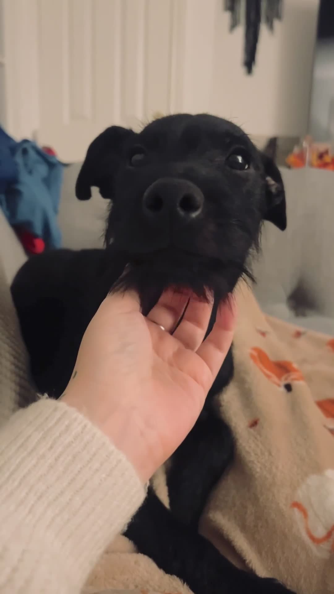 Patterdale Terrier dogs for sale: 1yr Old Male Patterdale  - Video 2