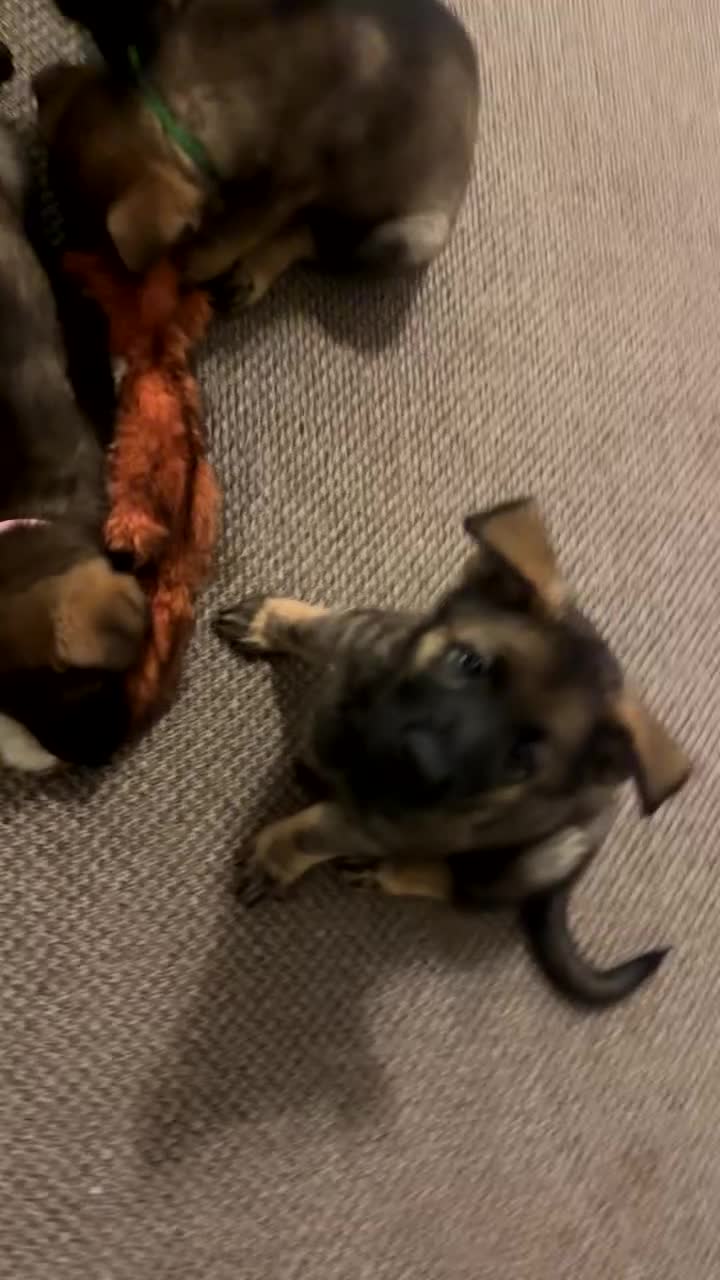 German Shepherd dogs for sale: 1 beautiful female German shepher kc reg working - Video 3