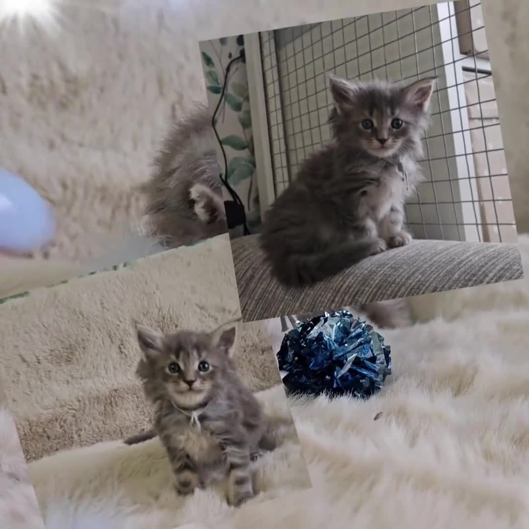 Maine Coon cats for sale: GCCF Registered Pedigree Maine Coon Kittens - Video 3