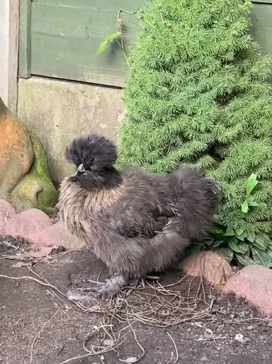 Chickens poultry for sale: Black silkie cockerel  - Video 1
