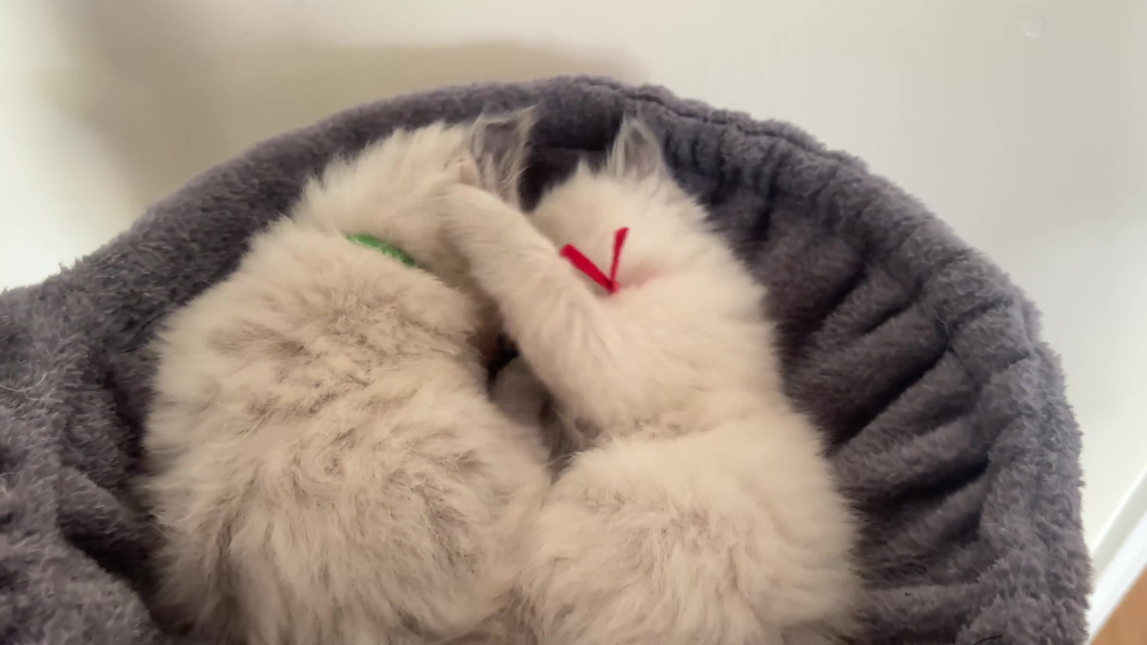 Ragdoll cats for sale: Ragdoll kittens (2 boys and 2 girls)  - Video 1