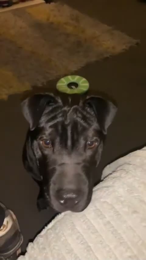 Mixed Breed dogs for sale: Her name is raven she is 10 months old  - Video 1