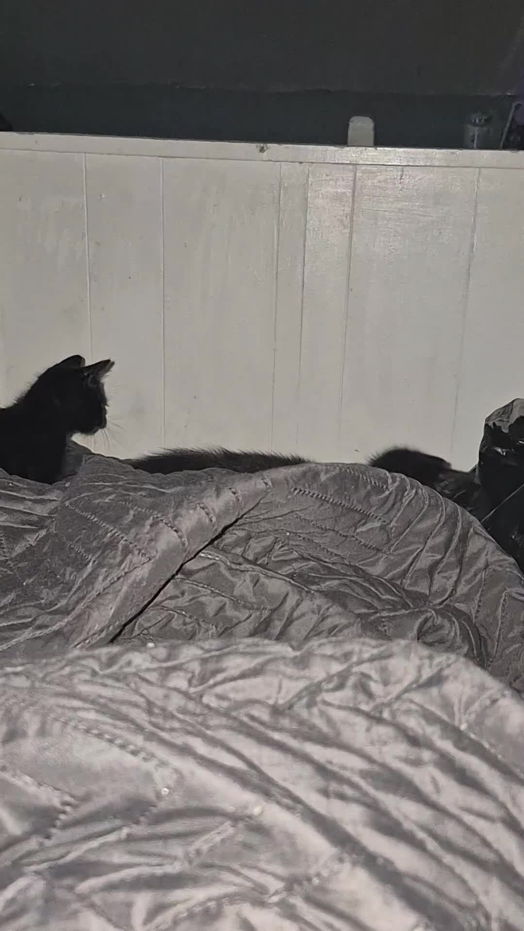 Mixed Breed cats for sale: 2 black kittens for sale - Video 2