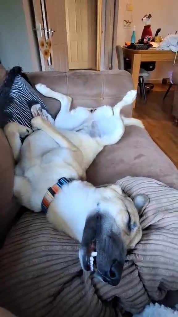 Mixed Breed dogs for adoption: Sallie – 10 months old, Female, Mixed Breed Pup - Video 1