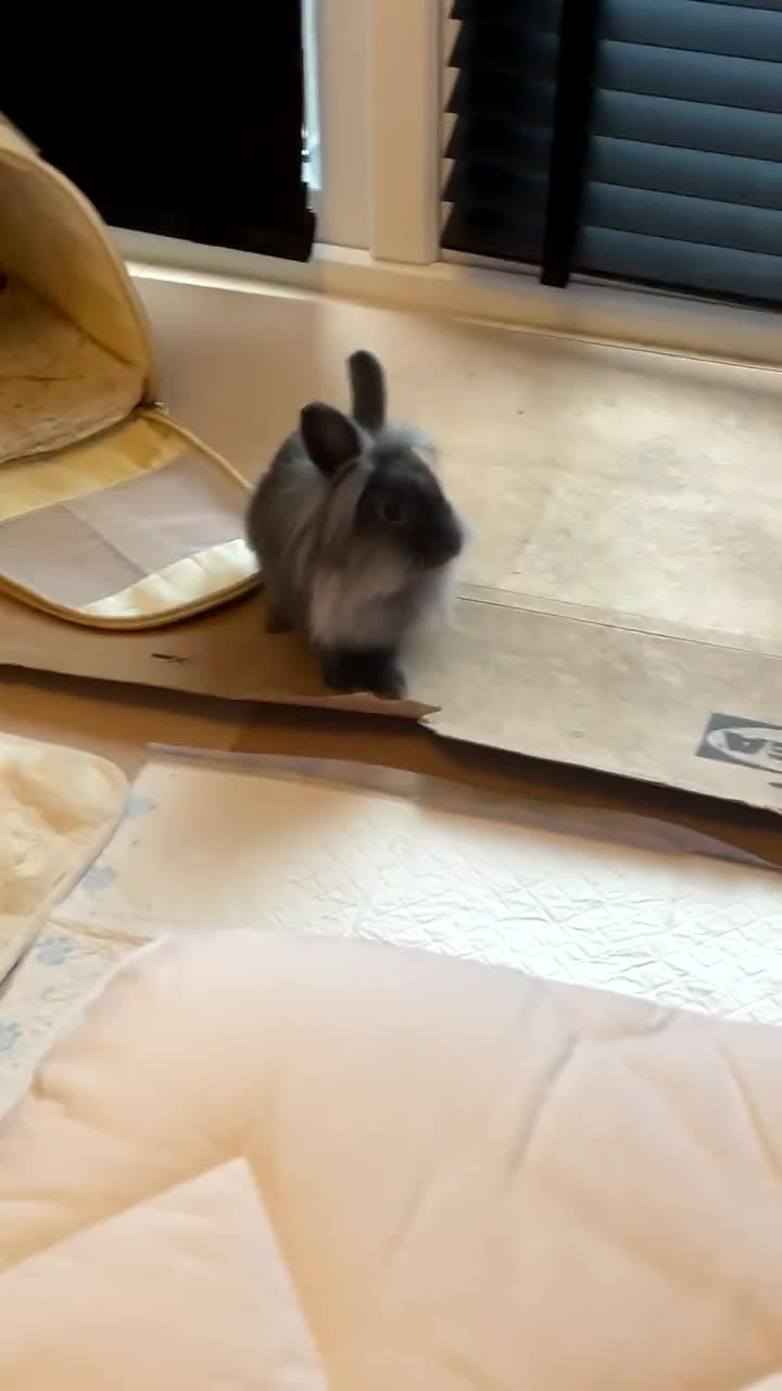 Mixed Breed rabbits for sale: 2 adult Mini lops X lion heads  - Video 1