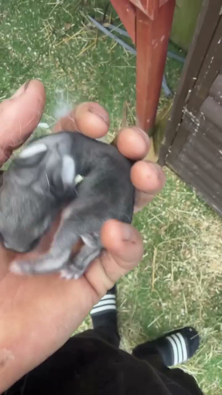 Mixed Breed rabbits for sale: Beautiful mini min Rex mix  - Video 1