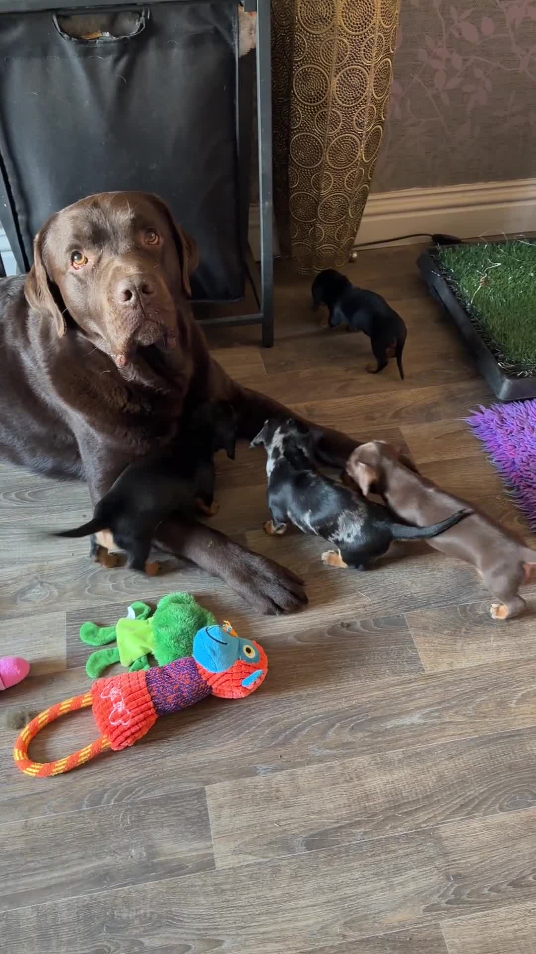 Miniature Dachshund dogs for sale: Licensed. Min smooth, kc/pra clear ready 25/5  - Video 2