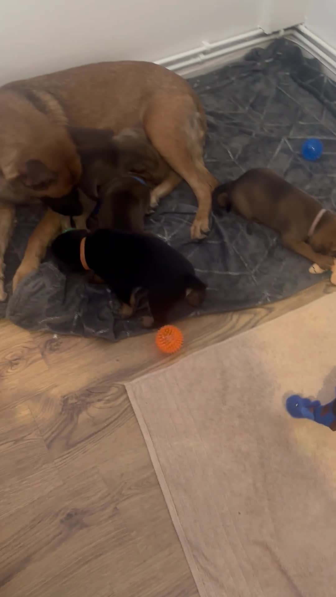 Mixed Breed dogs for sale: Beautiful Belgium Malinois cross puppy’s for sale  - Video 1